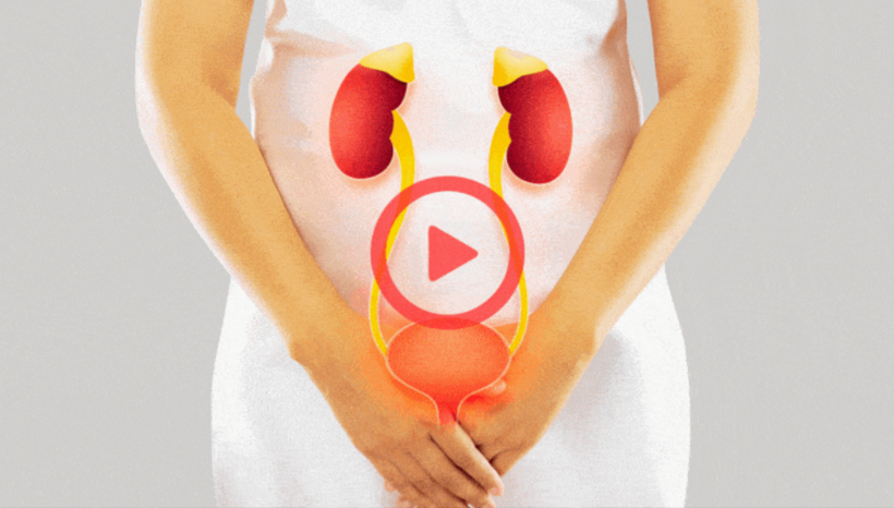Female urinary system — video thumbnail illustration